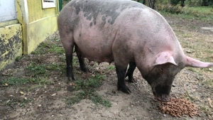 Vând scroafa cu 8 purcei