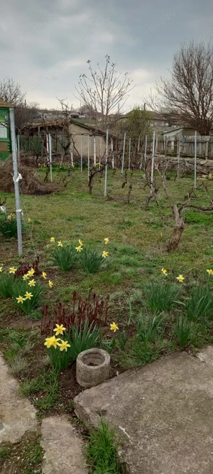 Casa bătrânească 2 corpuri - loc. Mircea Voda, Tulcea - imagine 7