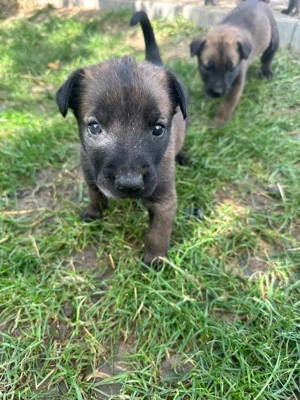 Pui Ciobanesc Belgian malinois