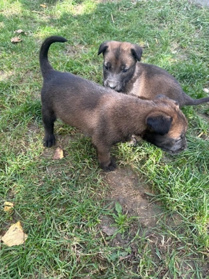 Pui Ciobanesc Belgian malinois - imagine 2