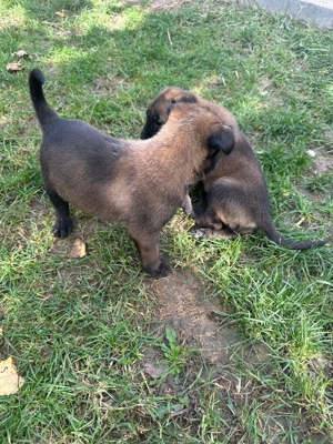 Pui Ciobanesc Belgian malinois - imagine 4