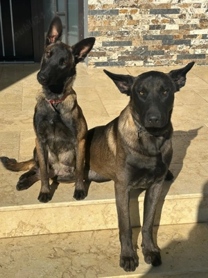 Pui Ciobanesc Belgian malinois - imagine 5