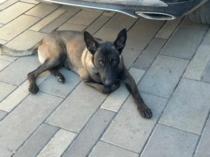 Pui Ciobanesc Belgian malinois - imagine 6