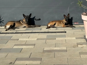 Pui de ciobănesc belgian malinois - imagine 5
