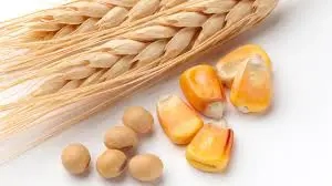 vand grau si porumb   pret 1 - 1,2 lei - cantitate mare