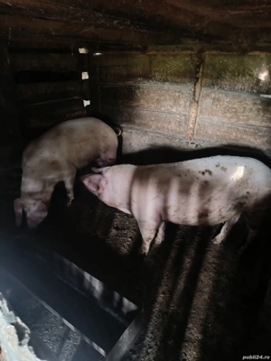 Porci de Vanzare - imagine 2 Porci de Vanzare - imagine 2