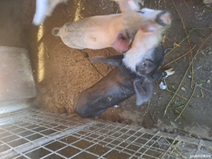 vand 2 scrofite de 3luni - imagine 2 vand 2 scrofite de 3luni - imagine 2