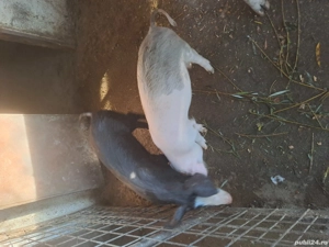 vand 2 scrofite de 3luni