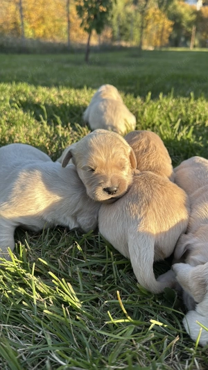 Puiuți Golden Retriever cu Pedigree Tip A - imagine 4