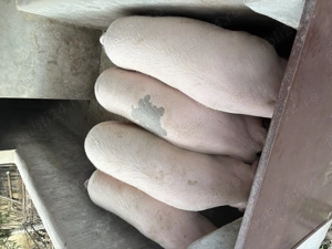 Porcii de vanzare!!!