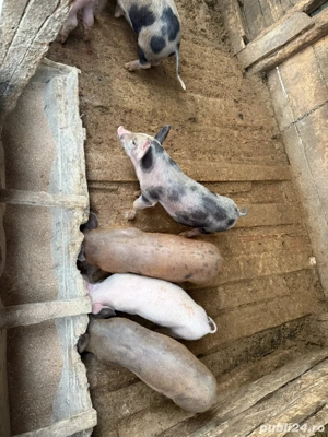 Vand purcei marele alb  - imagine 2