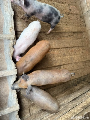 Vand purcei marele alb  - imagine 3