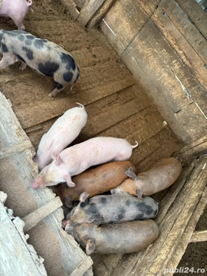 Vand purcei marele alb  - imagine 4