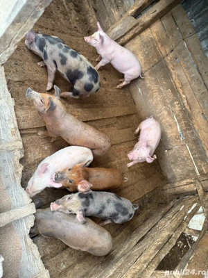 Vand purcei marele alb 