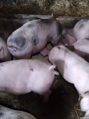 vind soldani - imagine 2