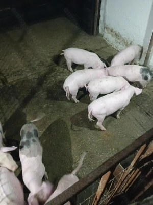 Purcei de vanzare  - imagine 2 Purcei de vanzare  - imagine 2