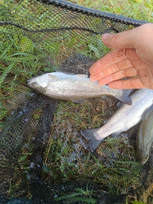 Păstrăv curcubeu proaspăt de vânzare