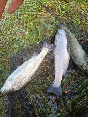 Păstrăv curcubeu proaspăt de vânzare  - imagine 4