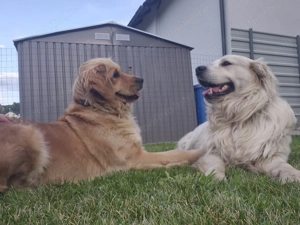 Puiuți Golden Retriever cu Pedigree Tip A - imagine 5