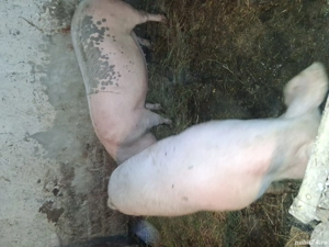 vand porci - imagine 2