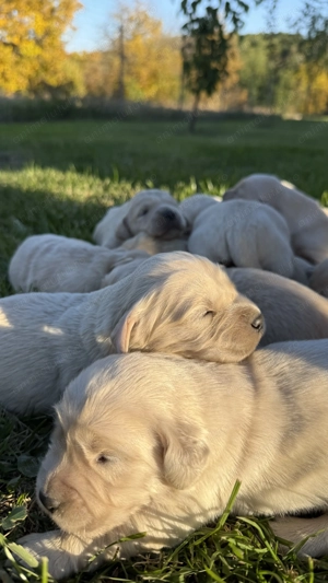 Puiuți Golden Retriever cu Pedigree Tip A - imagine 2