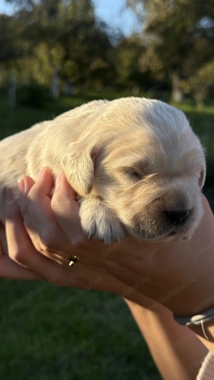 Puiuți Golden Retriever cu Pedigree Tip A