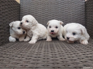căței bichon bolognese - imagine 5