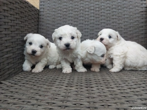 căței bichon bolognese - imagine 3