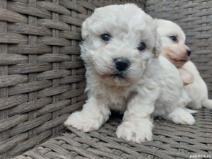 căței bichon bolognese - imagine 4