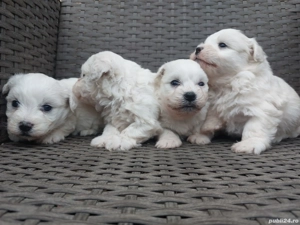 căței bichon bolognese