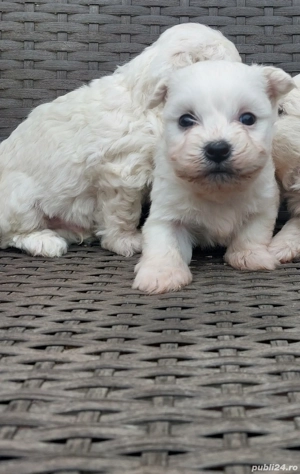 căței bichon bolognese - imagine 2