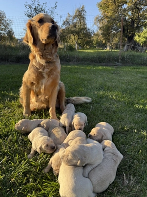 Puiuți Golden Retriever cu Pedigree Tip A - imagine 3