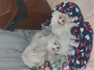 cautam căsuță iubitoare - imagine 3 cautam căsuță iubitoare - imagine 3