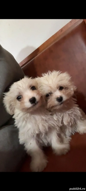 cautam căsuță iubitoare - imagine 2 cautam căsuță iubitoare - imagine 2