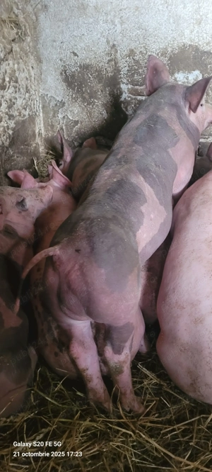 Vand porci si purcei - imagine 4