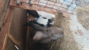 vănd sau schimb iepuri  pe oi 