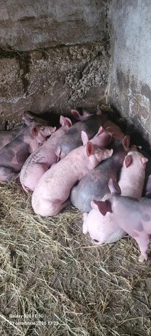 Vand porci si purcei - imagine 5