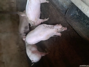 Vand porci - imagine 4