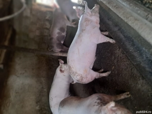 Vand porci - imagine 5