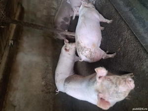 Vand porci - imagine 3