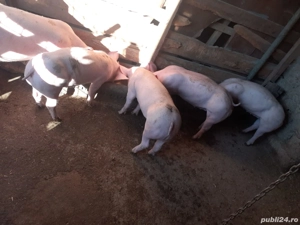 Purcei de vânzare 