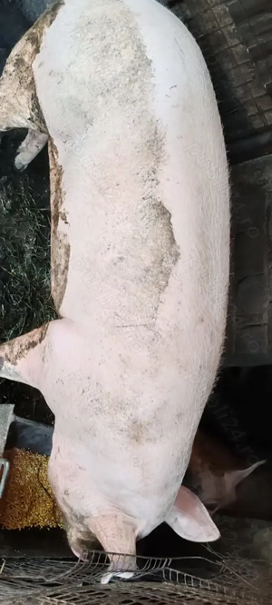 Porci de carne