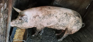 Porci de carne - imagine 2