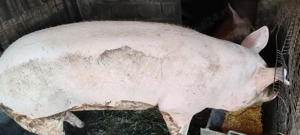 Porci de carne - imagine 3