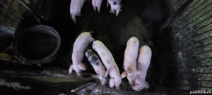 Purcei de vânzare  - imagine 3 Purcei de vânzare  - imagine 3