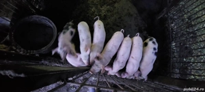 Purcei de vânzare  - imagine 2 Purcei de vânzare  - imagine 2