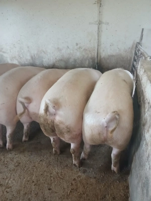 Vând porci grașii  - imagine 2