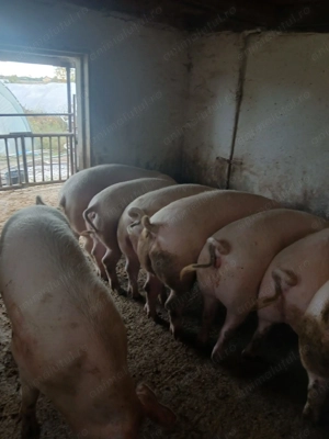 Vând porci grașii  - imagine 3