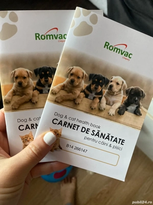 Pisici de vanzare - imagine 3