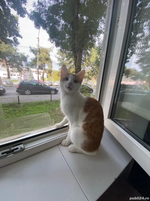 Pisici de vanzare - imagine 2